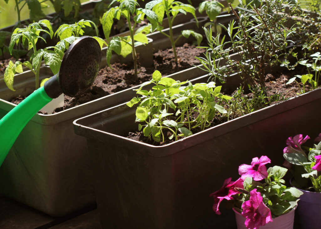 Grow your own delights with an edible garden